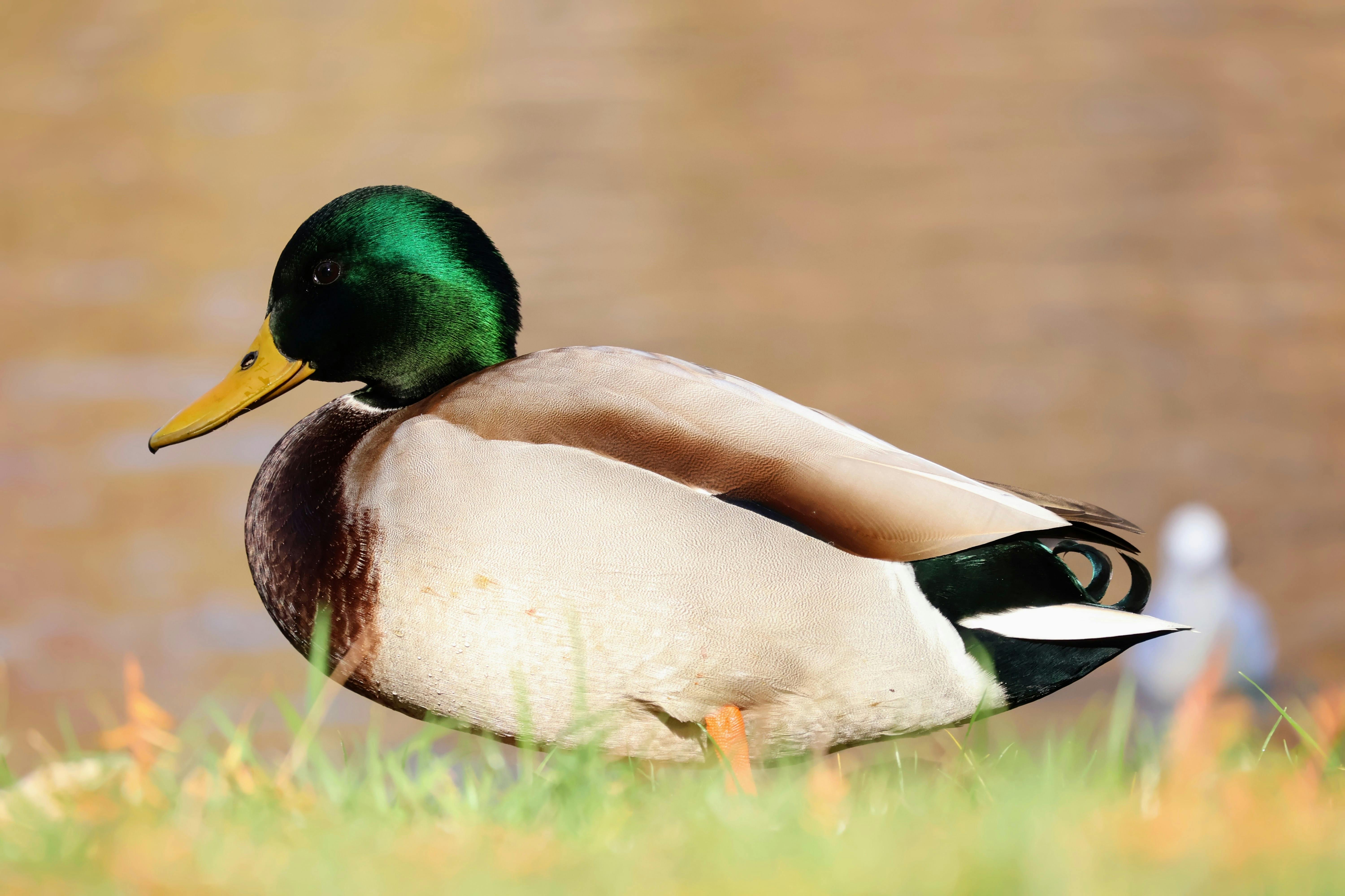 close up of a mallard duck