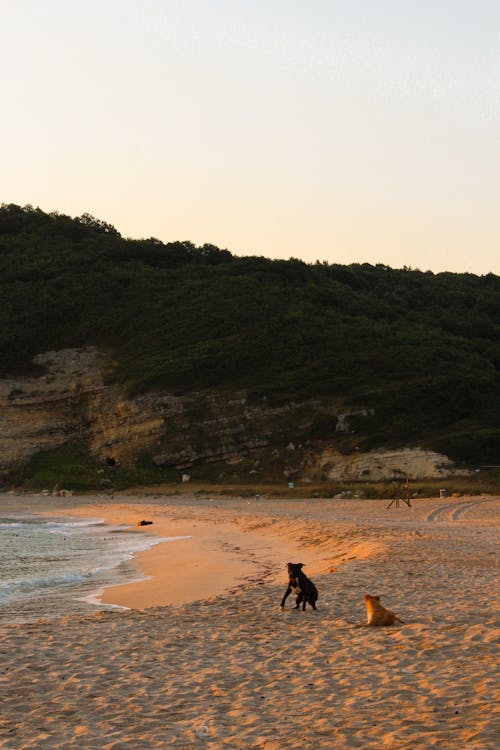 Dogs on Beach