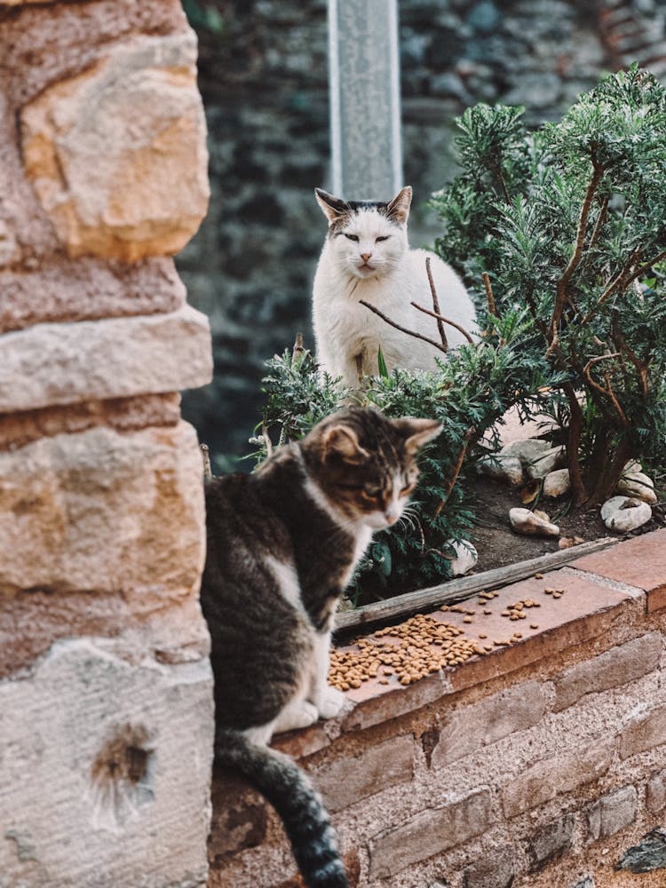 Cats In Yard