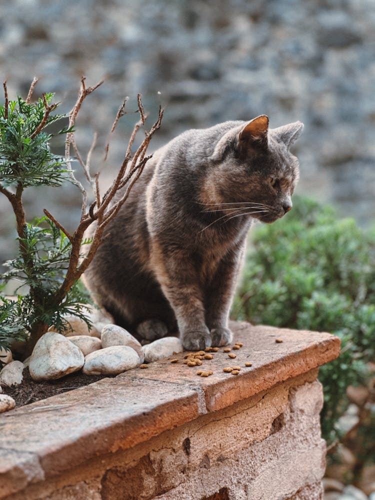 Cat In Yard