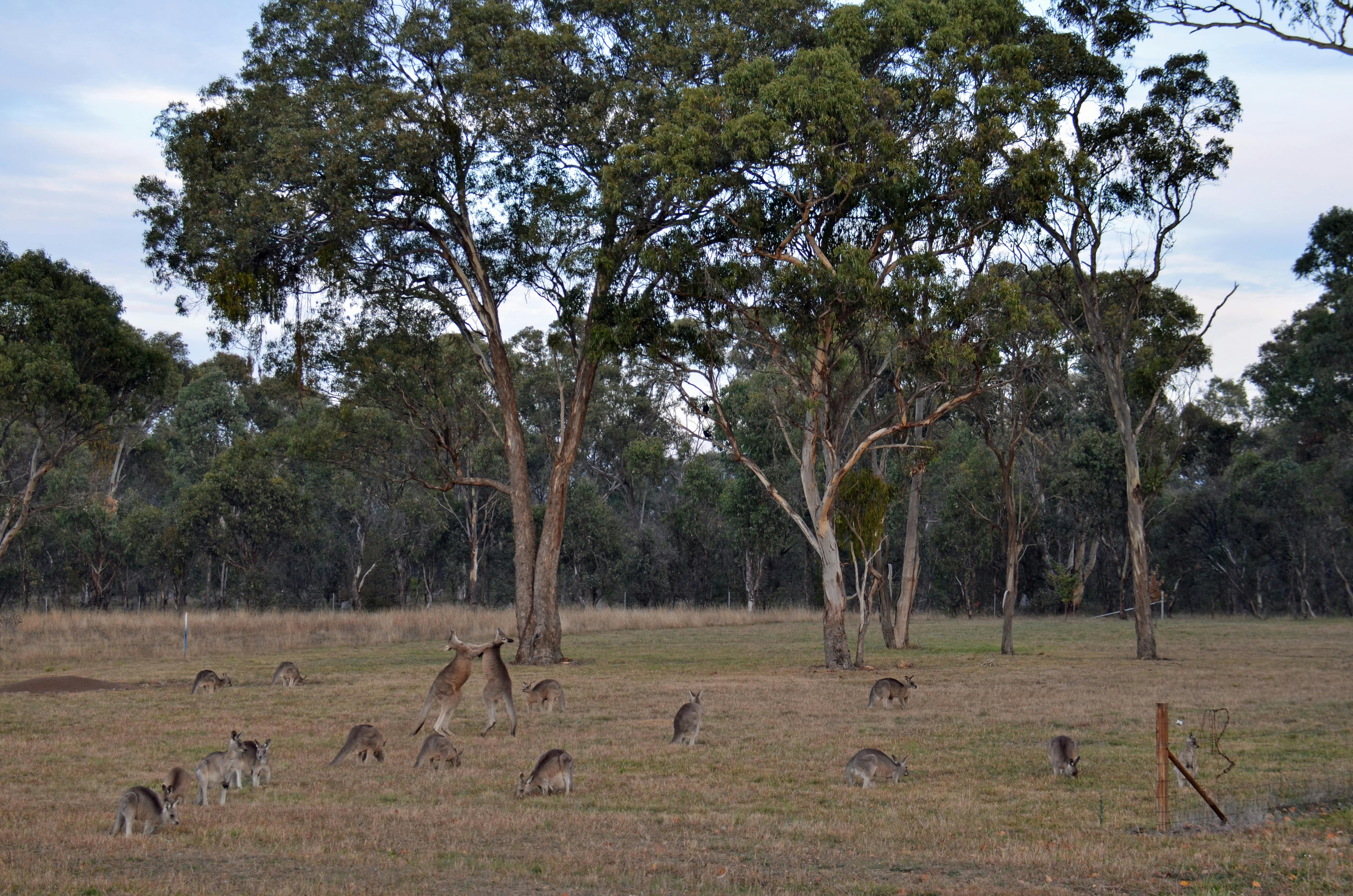 Free stock photo of australia, kangaroo mob, kangaroos fighting