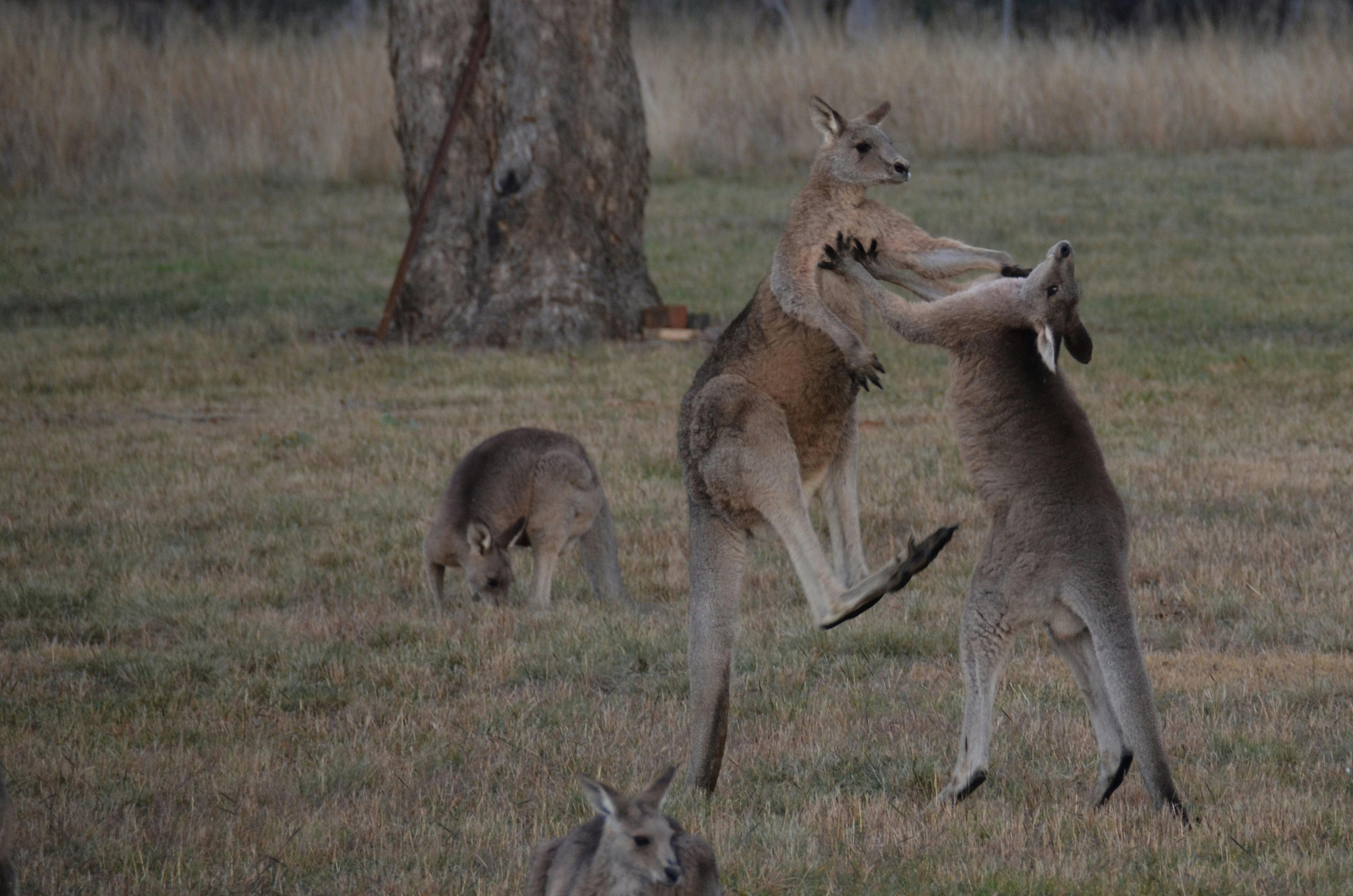 Free stock photo of australia, kangaroos fighting