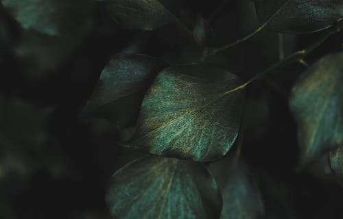 Close up of Dark, Green Leaves