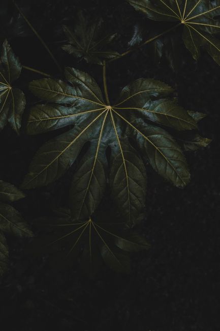 Close-up of dark green tropical leaves with a moody tone, showcasing nature's intricate details.