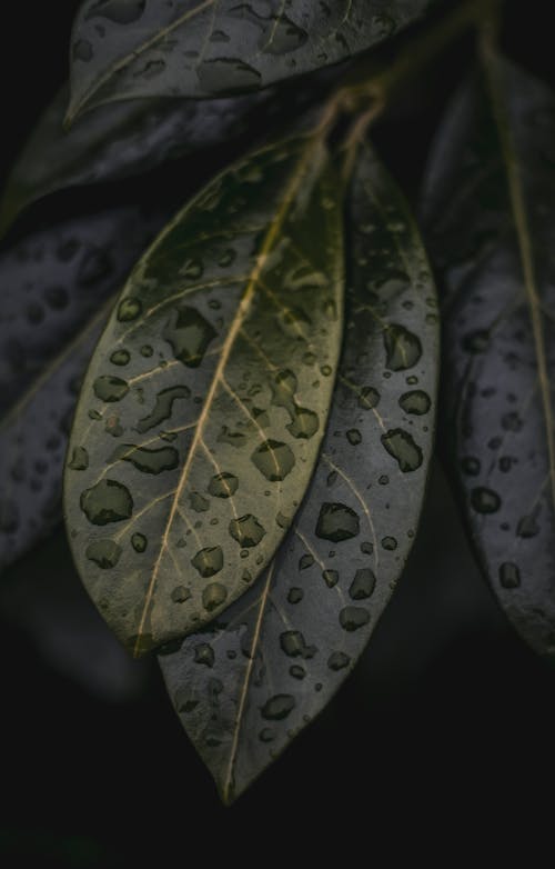 Free Raindrops on Green Leaves Stock Photo