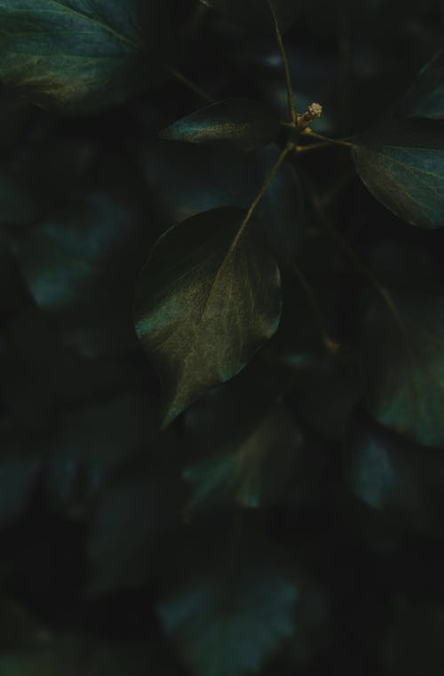 Green Leaves in Darkness