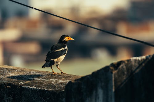 Základová fotografie zdarma na téma divočina, fotografie divoké přírody, fotografie ptáků