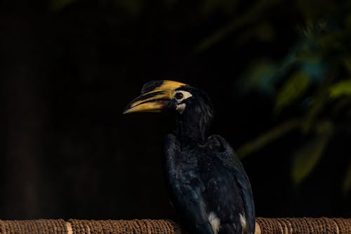 Foto stok gratis alam, background hitam, burung