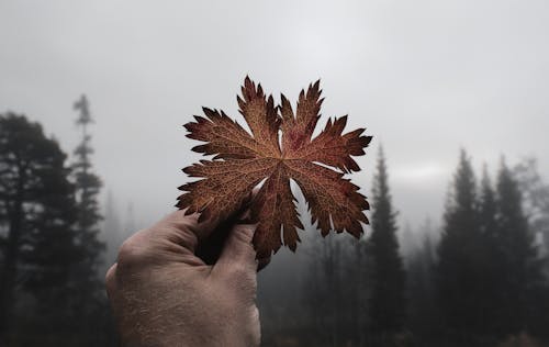 Hand Holding Autumn Leaf