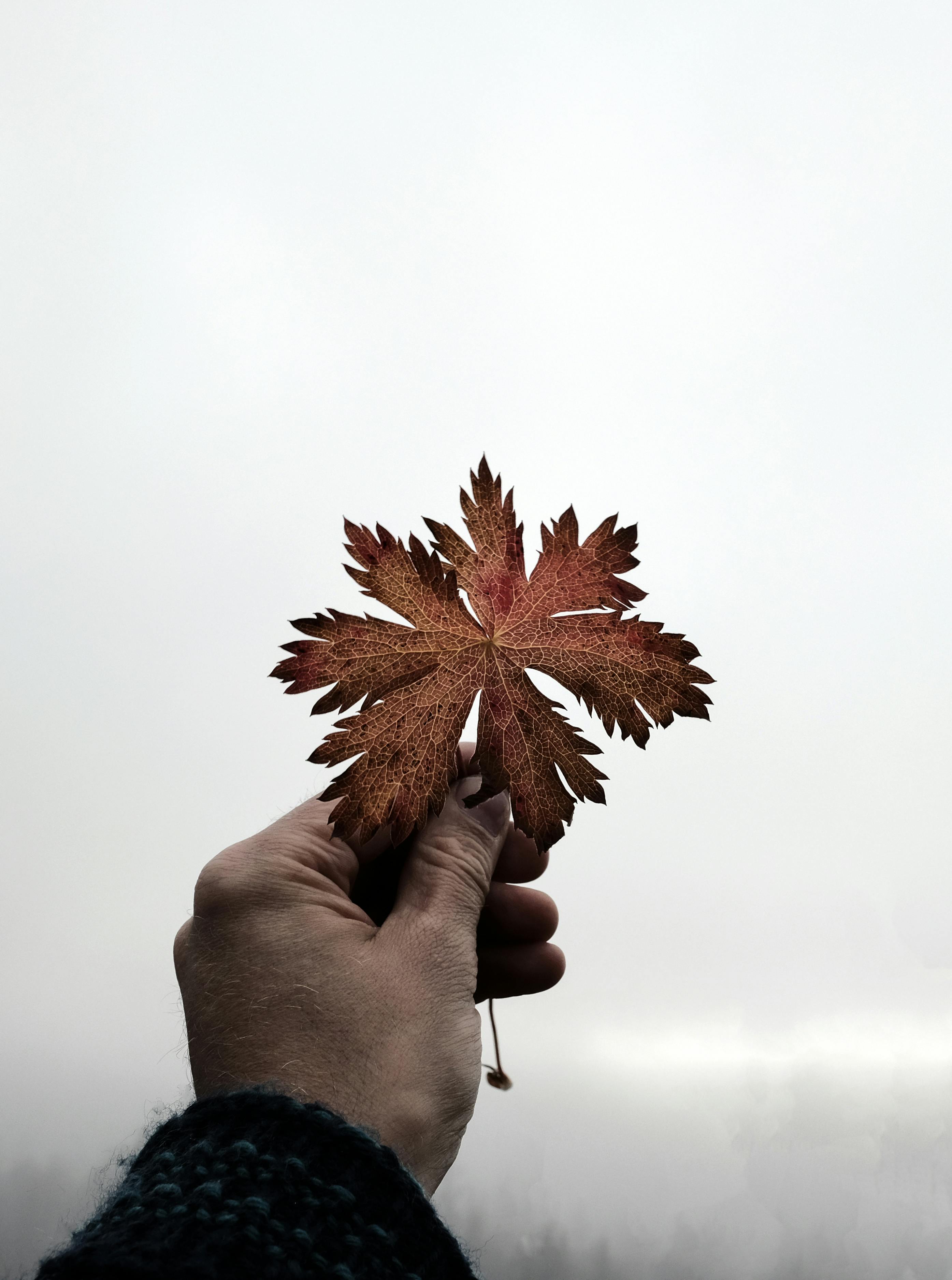 A solitary hand holds a detailed maple leaf against a bright overcast sky, symbolizing autumn.