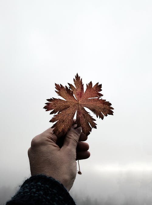 Hand Holding Autumn Leaf