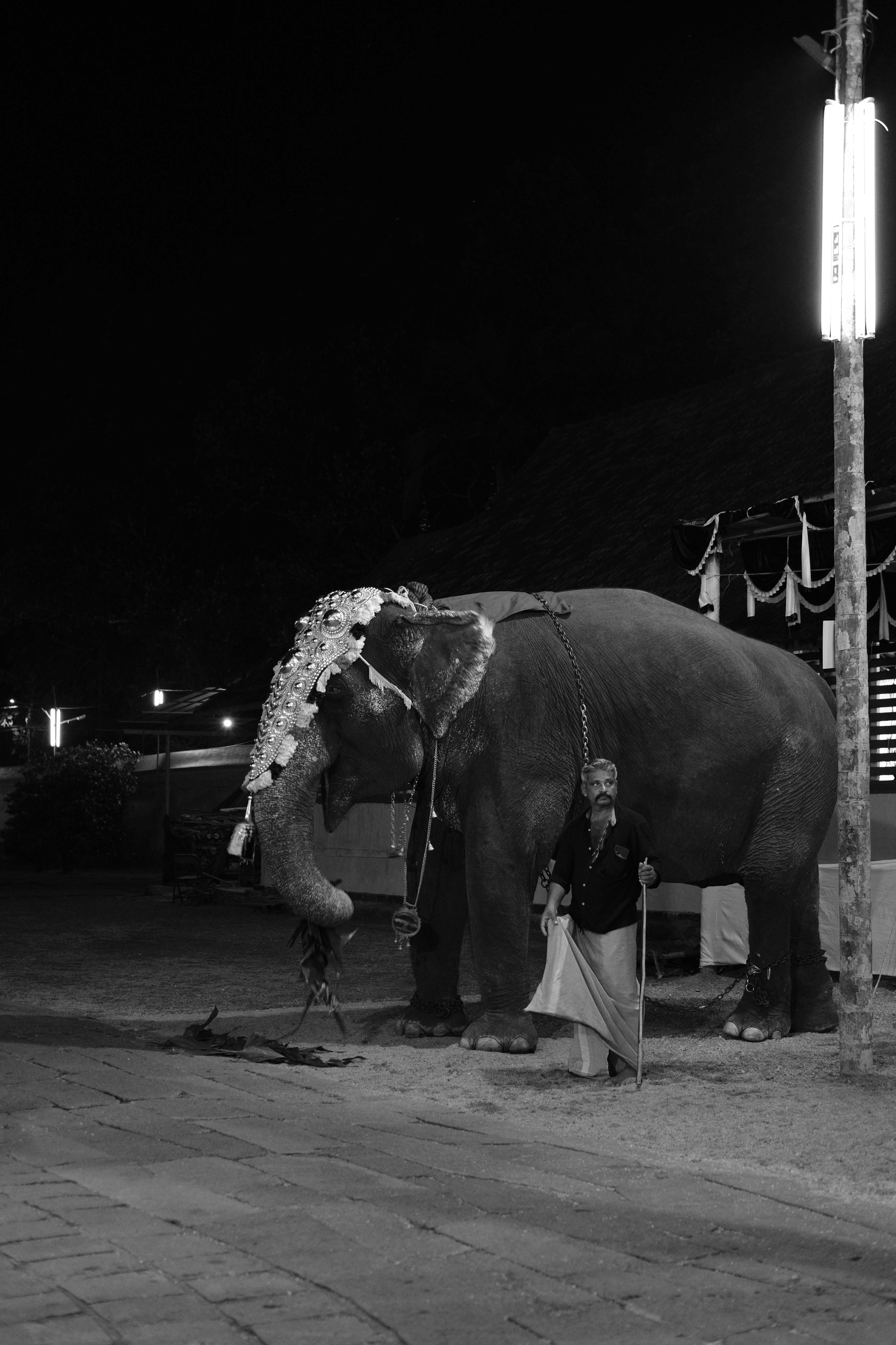 A black and white photo of an elephant adorned with a headdress, standing with its keeper at night.