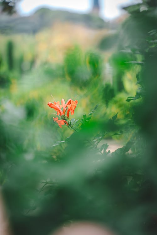 bitki, çalı, çiçek açan içeren Ücretsiz stok fotoğraf