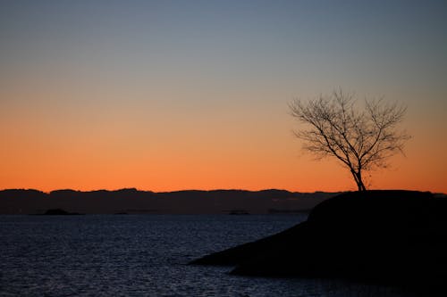 Tree on Hill by Lake at Sunset