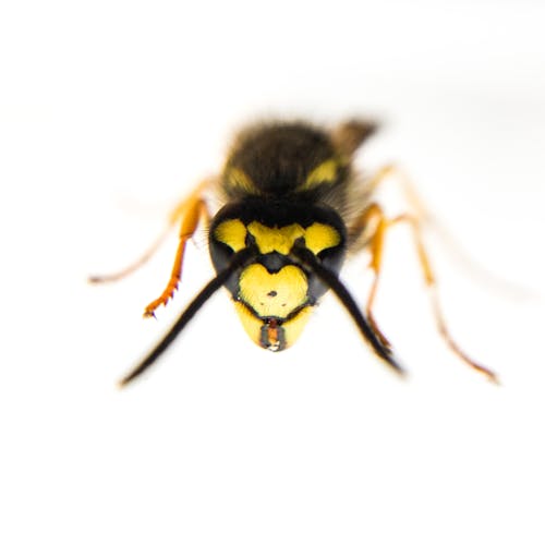 Free stock photo of animals, close-up, german wasp