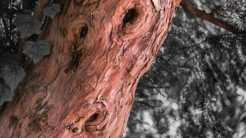 Безкоштовне стокове фото на тему «monlyon, parcdelatetedor, дерево»