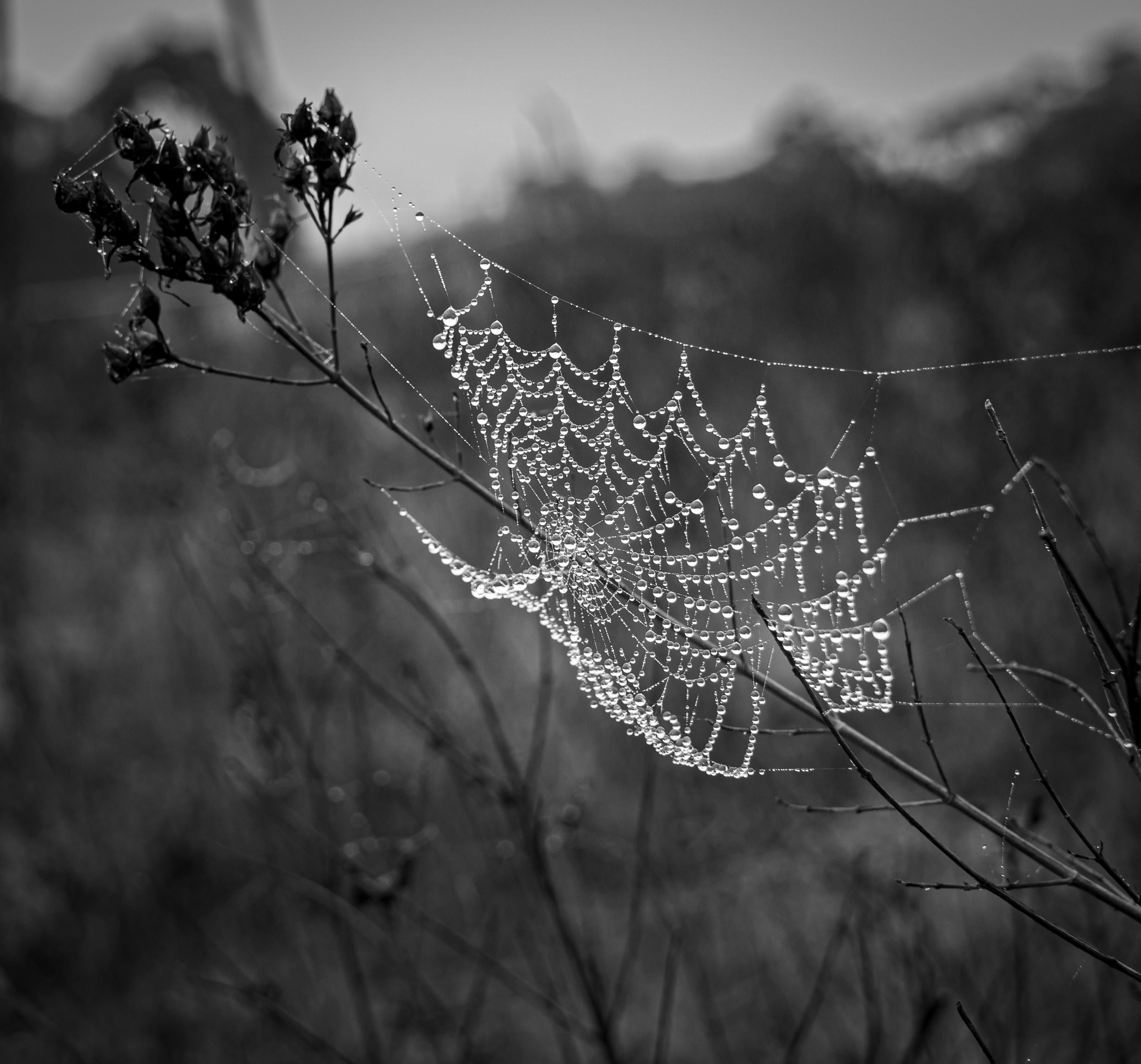Australian Spider Photos, Download The BEST Free Australian Spider