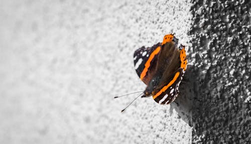 Free stock photo of butterfly, papillon, soleil