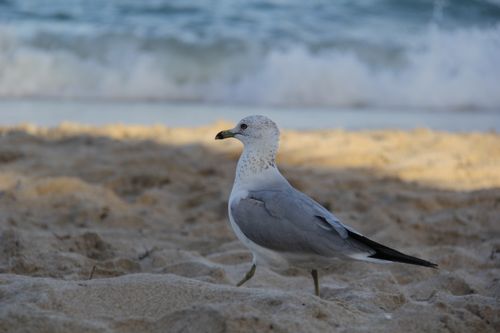 Free A seagull standing on the sandy beach with the ocean waves in the background. Stock Photo