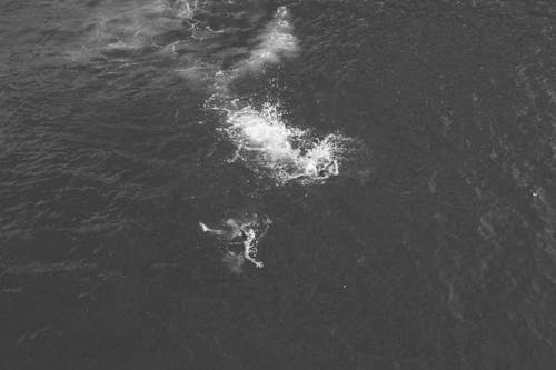 People Swimming in Sea in Black and White