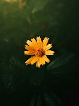 Close-up of a vivid yellow flower with dark green leaves in the background, creating a striking contrast.
