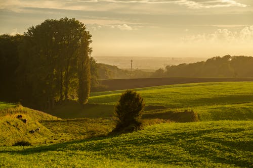 Foto d'estoc gratuïta de arbres, camp, natura