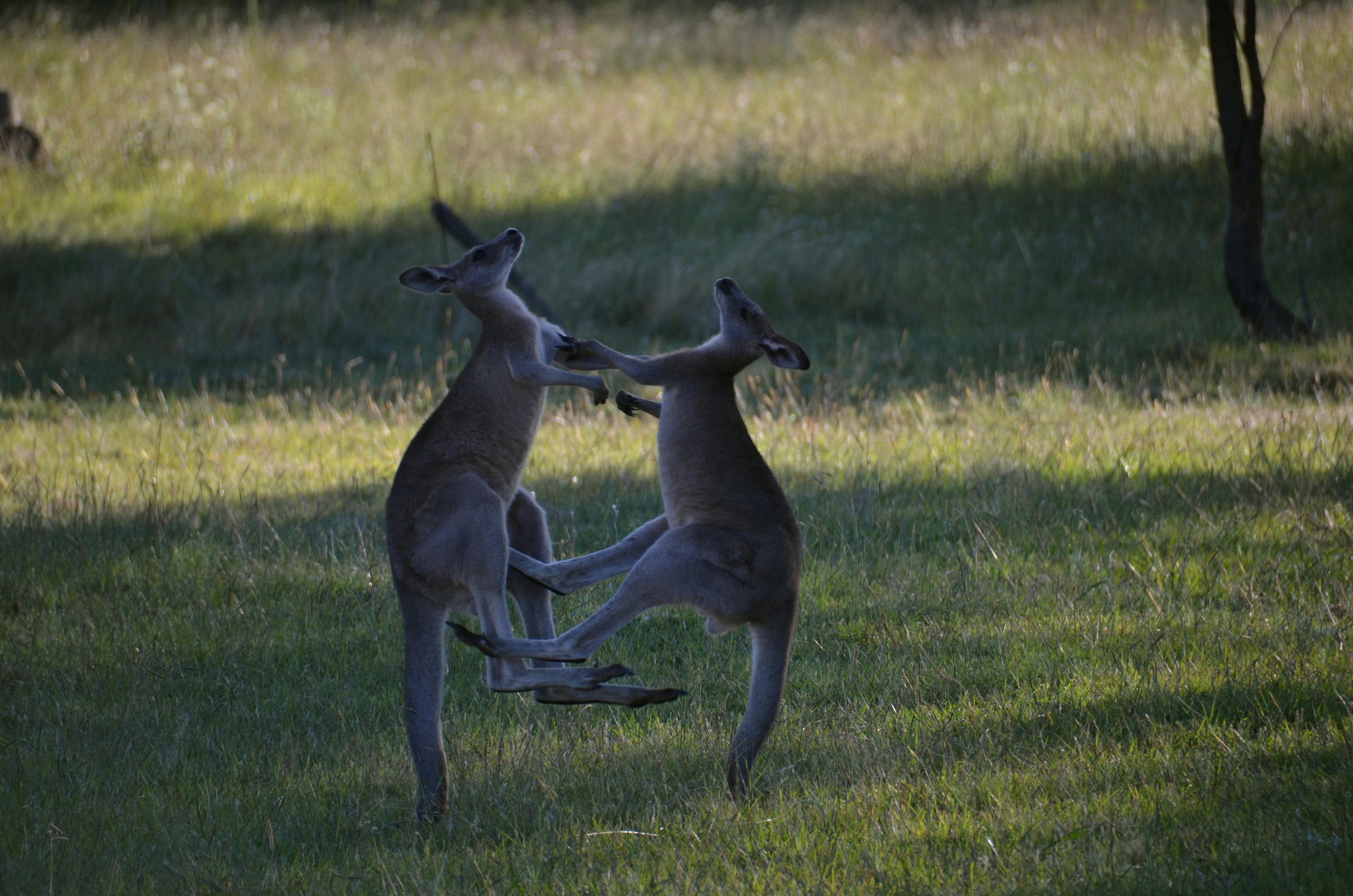 Free stock photo of kangaroos fighting