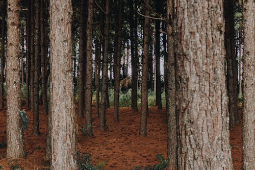 Free Trees in a Forest Stock Photo