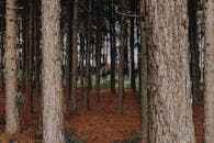 一片宁静的森林里，高大的松树耸立在棕色的林地上