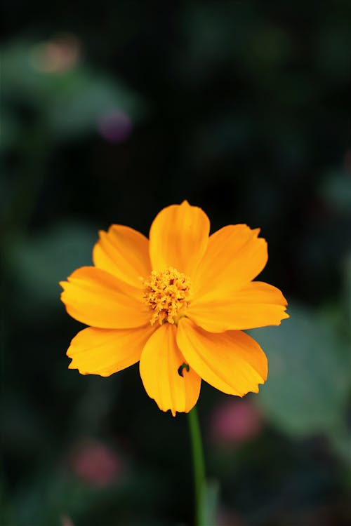 Fotobanka s bezplatnými fotkami na tému kozmos kvetina, kvet, lupeň