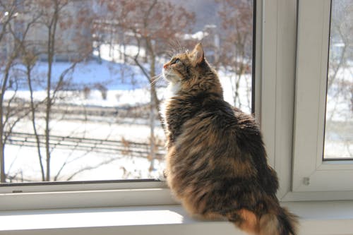 ネコ, ペット, 冬の無料の写真素材