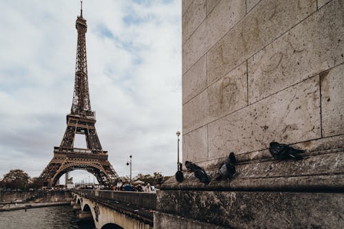 Pigeons in Paris with Eiffel Tower in Background