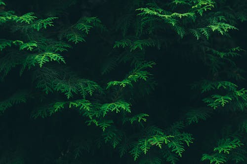 Groene Pijnboombladeren