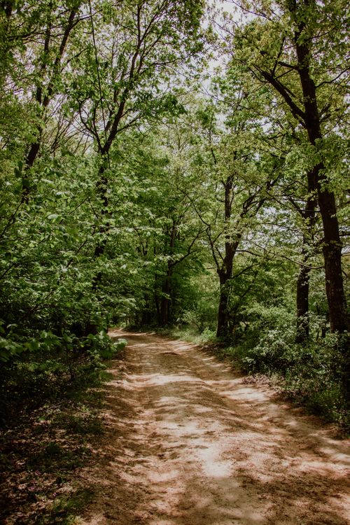 Free A peaceful forest path surrounded by lush green trees on a bright day. Stock Photo