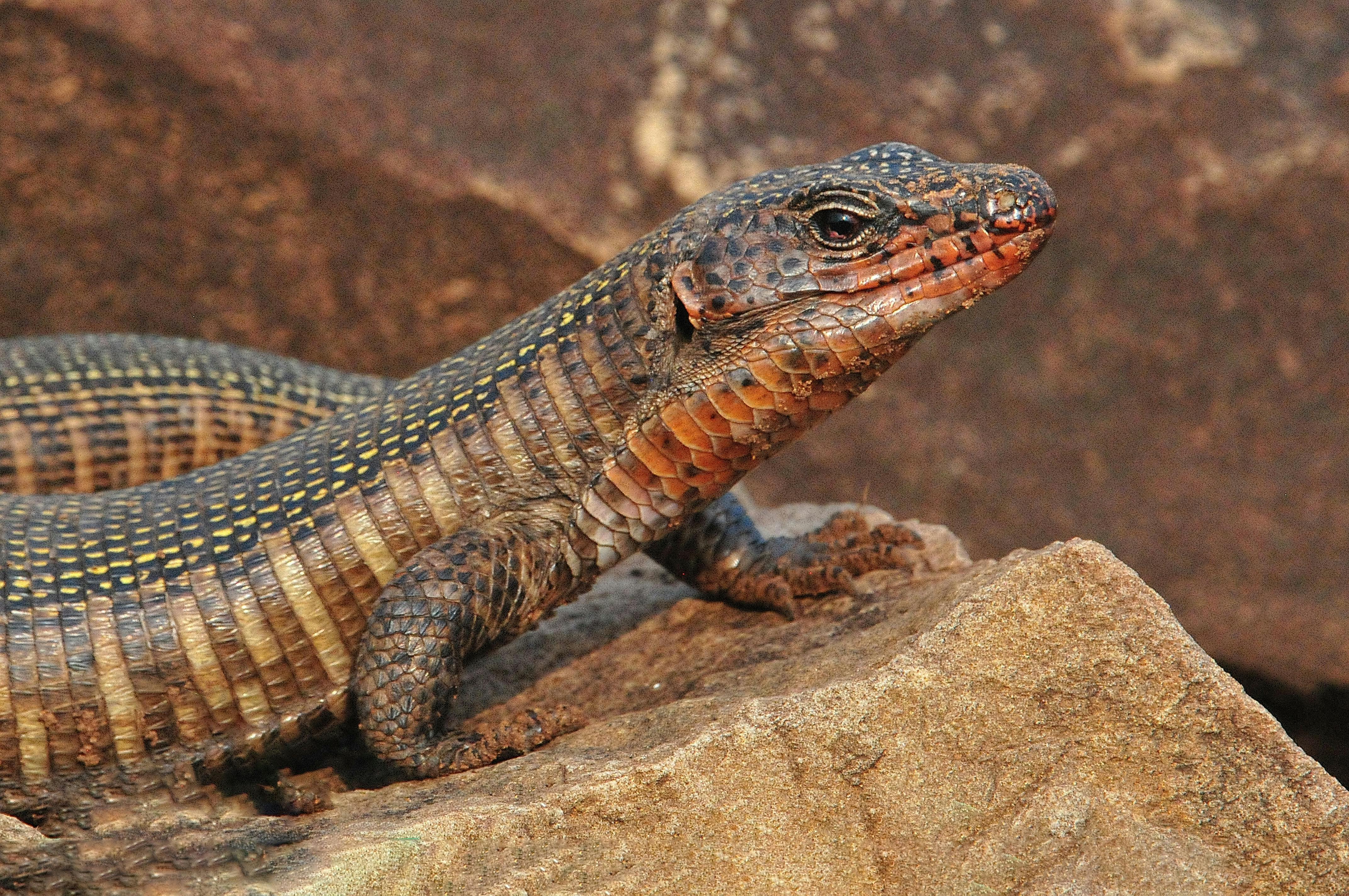 CloseUp Photo of Lizard on Rock · Free Stock Photo