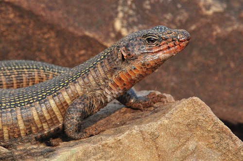 Close-Up Photo of Lizard on Rock
