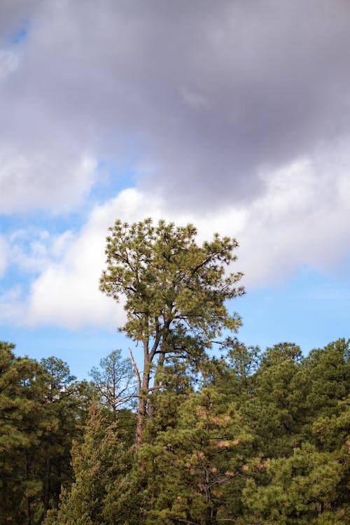 Imagine de stoc gratuită din arbori, cer, codru