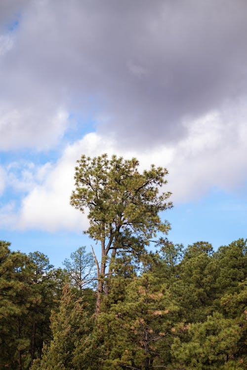 Treetops against the Sky 