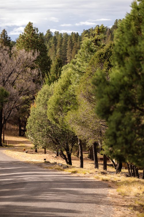 Photo of a Country Road in Autumn 