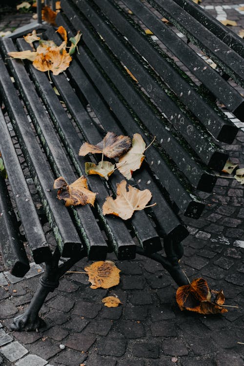 Gratis lagerfoto af bænk, efterår, falde