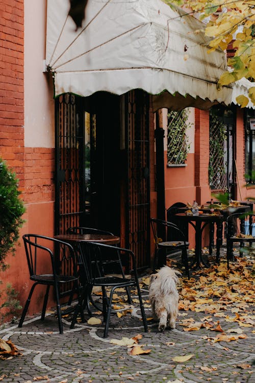 Facade of Cafe in Autumn