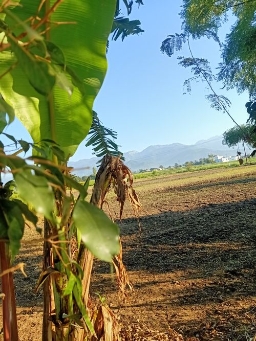 Free Banana tree  Stock Photo