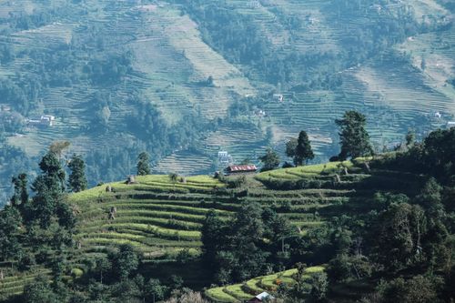Free A breathtaking aerial view of terraced fields on a sunny summer day, with lush greenery and a scenic background. Stock Photo