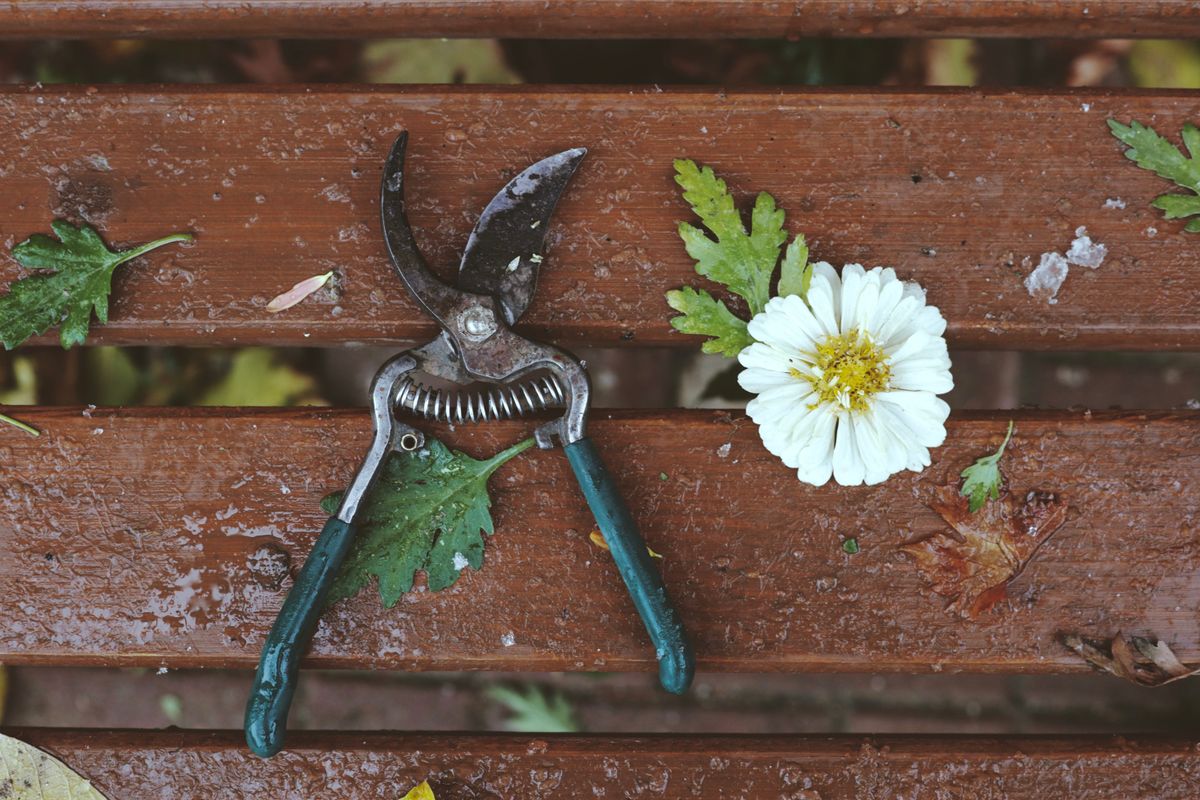 Les meilleurs outils de jardin en 2026 - 3. Les outils de coupe pour tailler arbres, haies et arbustes