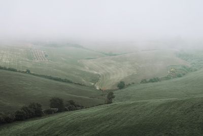 Rolling green hills softened by morning fog