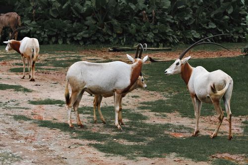 Free A group of scimitar oryxes with long horns grazing in a lush outdoor pasture, surrounded by greenery. Stock Photo