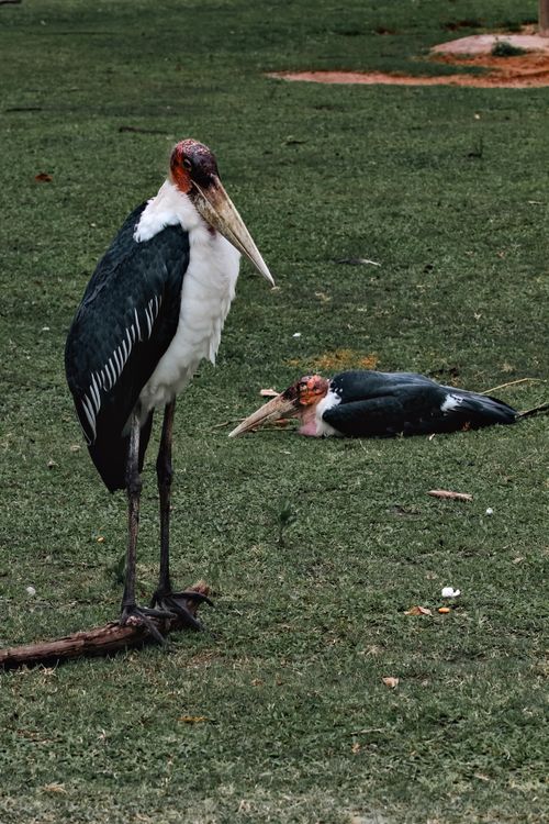 Free Close-up of marabou storks standing and lying on a green grass field. Stock Photo