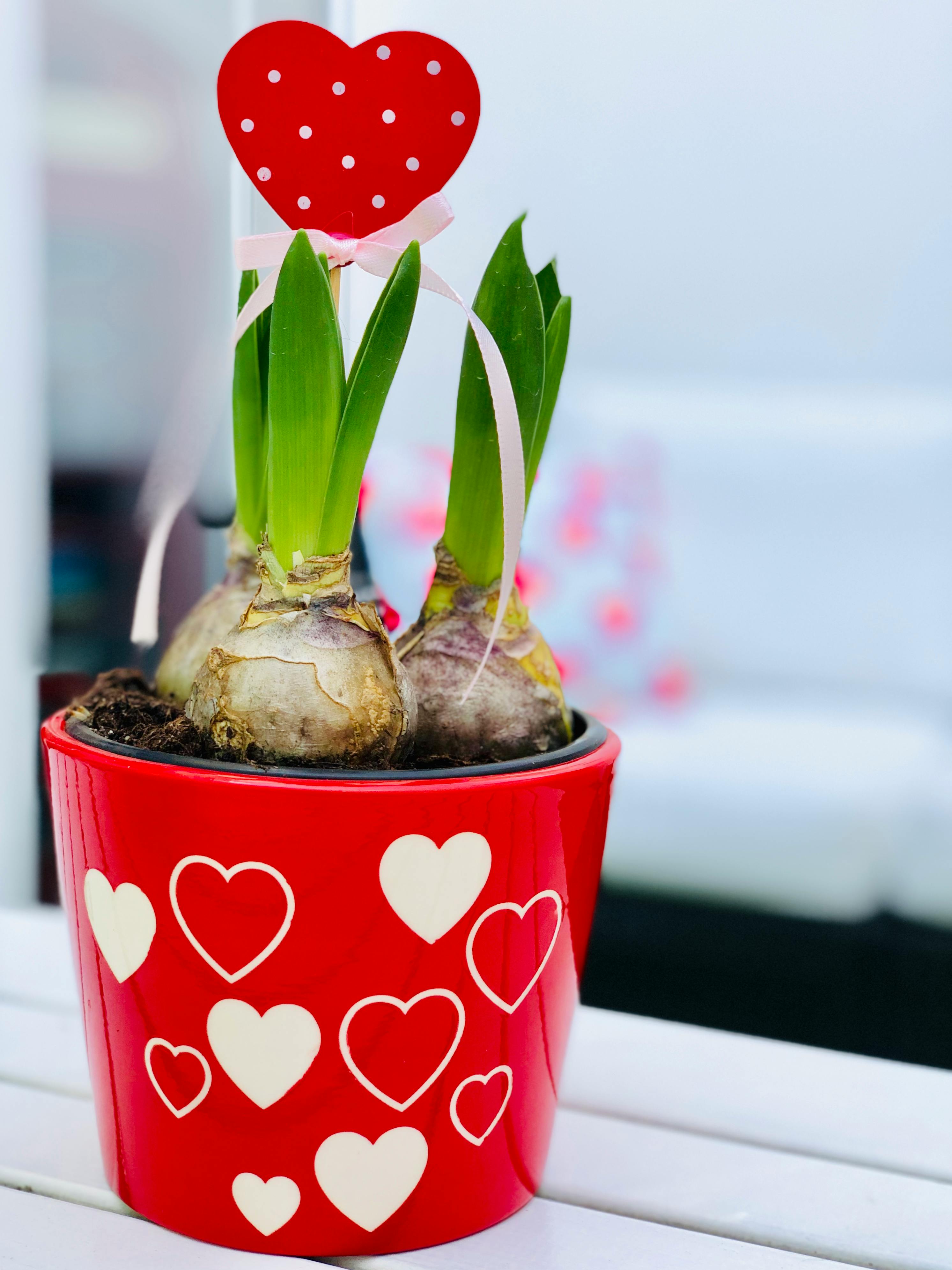 Free stock photo of heart, love story, plants