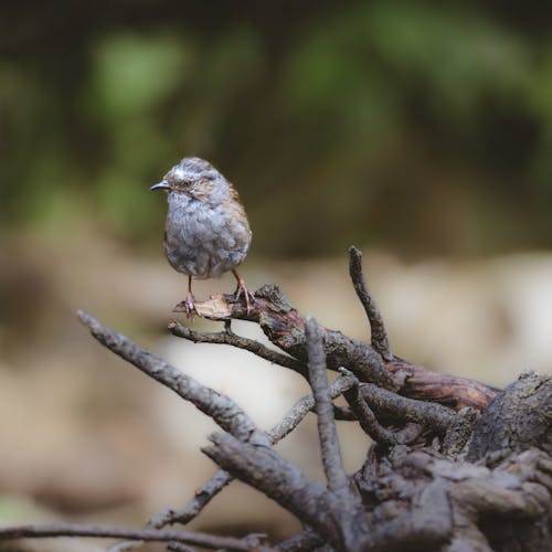 Small Bird on Branches