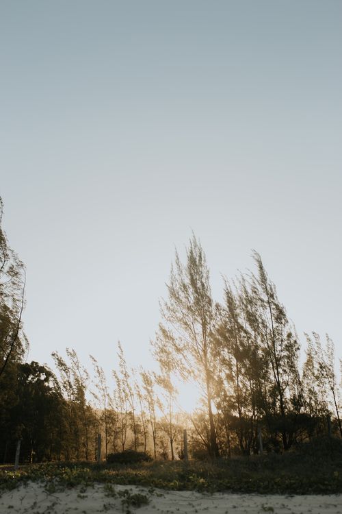 Free Captivating view of sun rays filtering through tall trees in a peaceful outdoor setting during sunset. Stock Photo